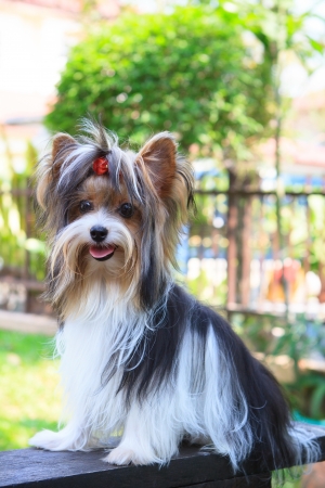 biver yorkshire terrier dog in home の写真素材