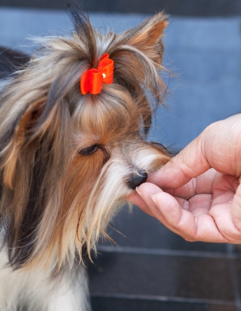 hand feeding food to pet dogの写真素材