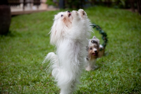 white maltese dog standing in home garden の写真素材