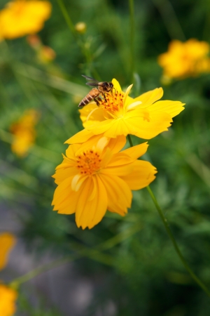 yellow star flower and bee insect flying for honey food in flora gardenの写真素材