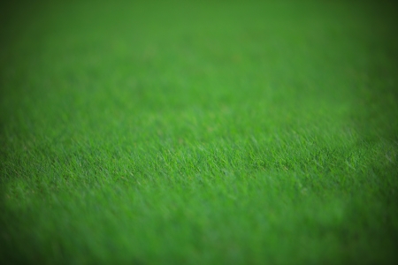 shallow depth of green grass fieldの写真素材
