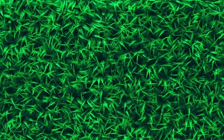 green grass field use as nature background backdropの写真素材