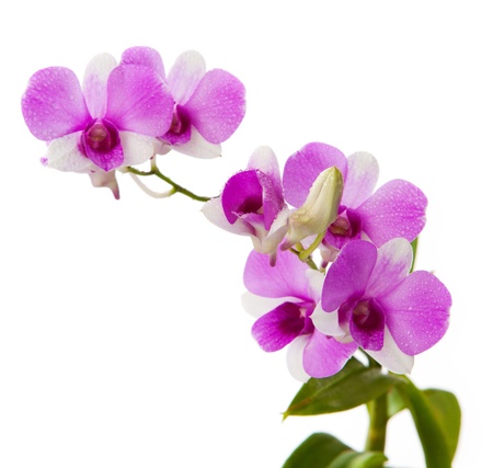 purple orchid with fresh water dew on white backgroundの写真素材