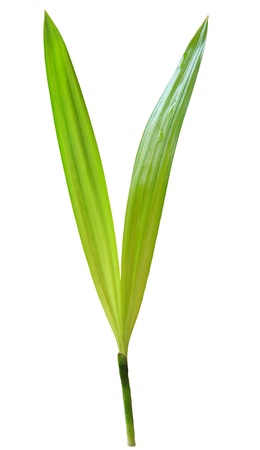 new green leaves of palm tree isolated on white backgroundの写真素材