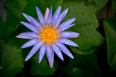 purple lily lotus with fresh water dew and green leaves backgroundの写真素材