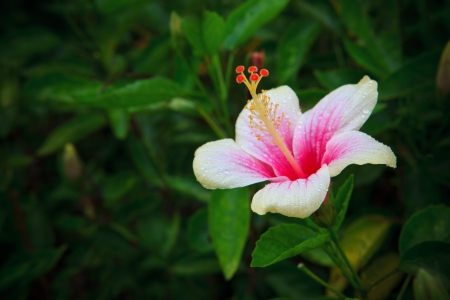 Hibiscus rosa-sinensis flower on tree in the gardenの写真素材