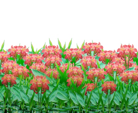 blossom color of  Canna indica flower isolated white backgroundの写真素材