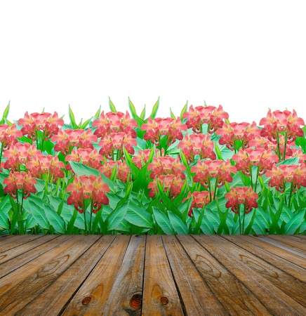 wooden  terrace of background and blossom color of  Canna indica flower isolated white backgroundの写真素材