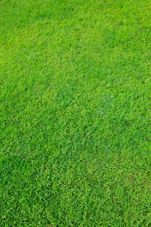green grass field use as nature background の写真素材