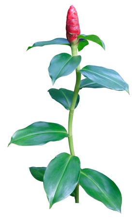 red flower with green leaves isolated whiteの写真素材