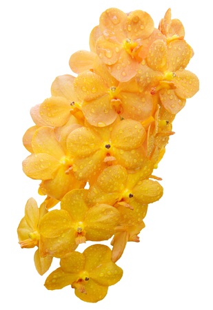 bouquet of yellow orchid isolated whiteの写真素材