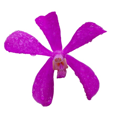 purple orchid flower isolate whiteの写真素材