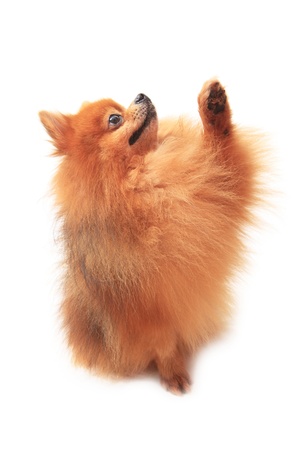 pomeranian dog lift front leg on whiteの写真素材