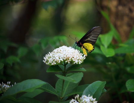yellow butterfly on whtie flower and  green tree leavesの写真素材