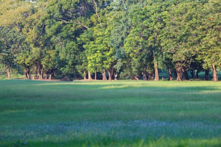 land scape of green park and grass field の写真素材