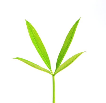 new green leaves of  tree isolated on white background の写真素材