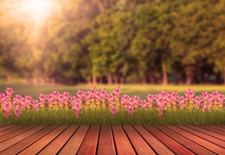 wood terrace and tulip flower with green tree plant backgroundの写真素材