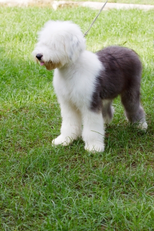 old english sheep dog standing in green grass fieldの写真素材