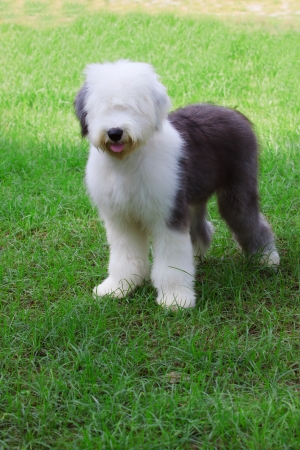 old english sheep dog standing in green grass fieldの写真素材