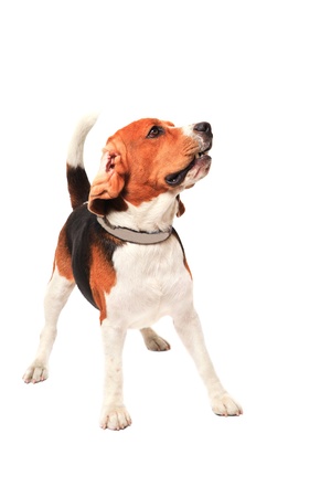 beagle dog acting in studio light isolated white backgroundの写真素材
