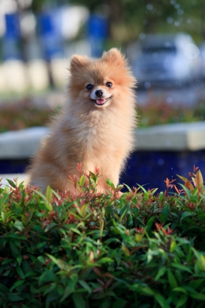 face of pomeranian dog relaxing emotion in the home gardenの写真素材