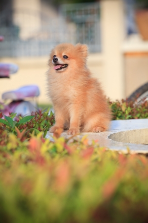 face of pomeranian dog relaxing emotion in the home gardenの写真素材