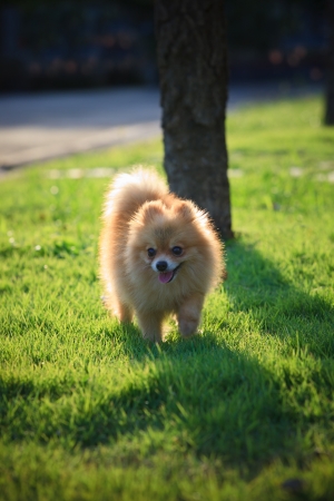 face of pomeranian dog relaxing emotion in the home gardenの写真素材