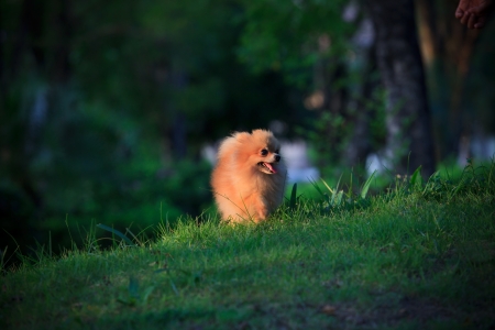 face of pomeranian dog relaxing emotion in the home gardenの写真素材