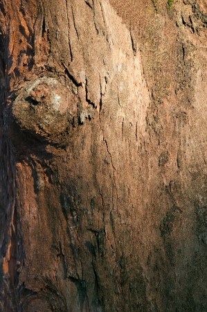 bark wood tree texture backgroundの写真素材