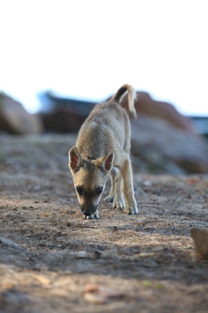 street dog standing on soil groundの写真素材