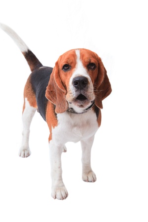 beagle dog on white background の写真素材