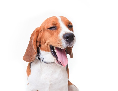 beagle dog on white background の写真素材
