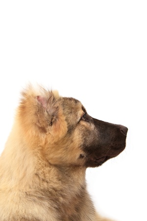 face of mountain dog on white backgroundの写真素材