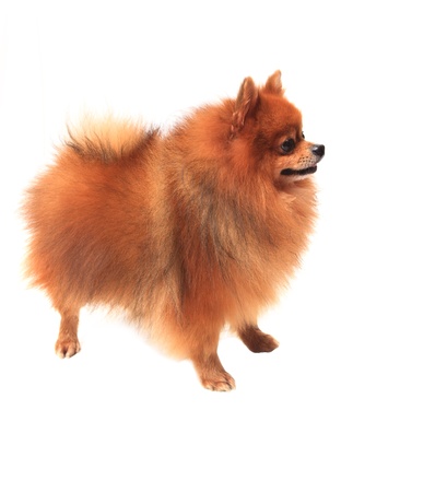 pomeranian dog on white backgroundの写真素材