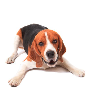 face of beagle dog on white background の写真素材