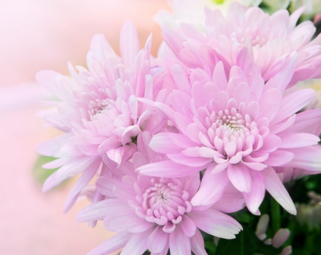 beautiful flower with high key technic photographyの写真素材