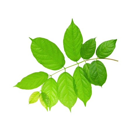 green leaves of tree plant isolated on white backgroundの写真素材