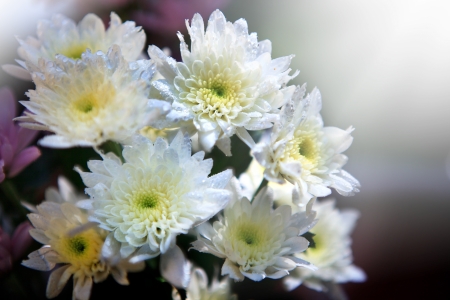 File of white Beautiful  flower with fresh water dew and morningの写真素材