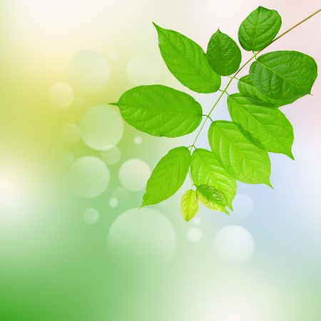 green leaves and harmony background の写真素材