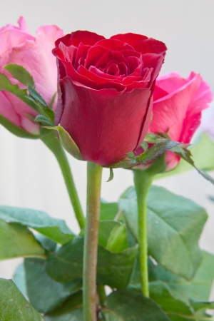 bouquet of three roses on whiteの写真素材