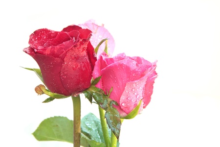 bouquet of red roses flower isolated white の写真素材
