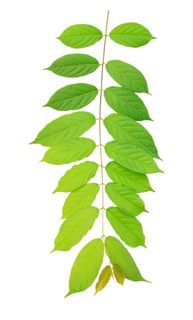 green leaves hanging on air isolated on white backgroundの写真素材
