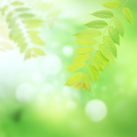 green leaves and harmony background use as season of spring or summer sceneの写真素材
