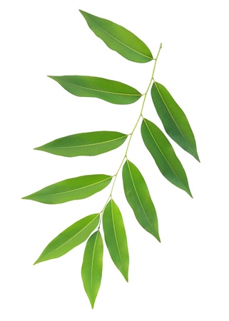 green leaves isolated on white backgroundの写真素材