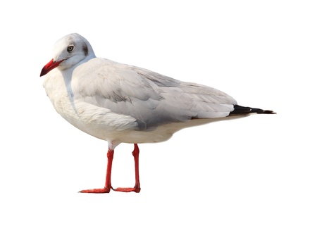 Sea gull standing beside sea coast  isolated whiteの写真素材