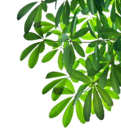 green leaves on tree branch isolated white backgroundの写真素材
