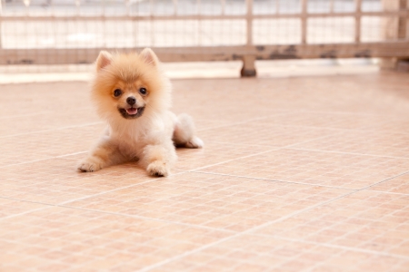 face of pomeranian dog in home garden の写真素材