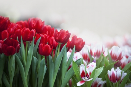 red tulip flower in the gardenの写真素材