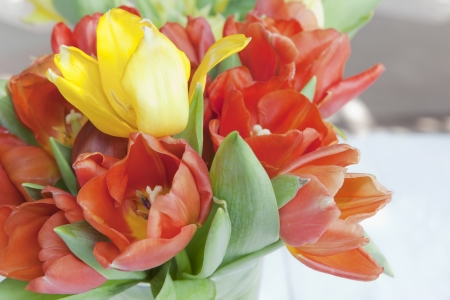 goup of white and red tulip flowers in the gardenの写真素材