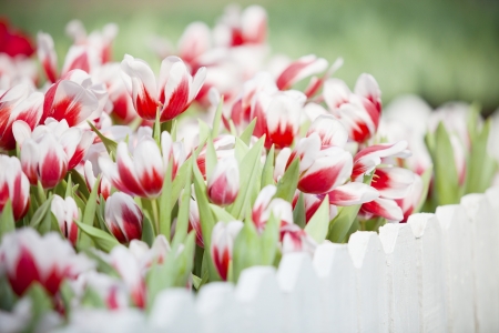red and white  tulip flower in the gardenの写真素材